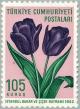 Colnect-2576-917-Garden-Tulips-Tulipagesneriana.jpg