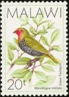 Colnect-864-294-Green-backed-Twinspot-Mandingoa-nitidula.jpg