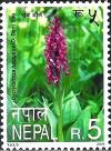 Colnect-2065-991-Dactylorhiza-hatagirea.jpg