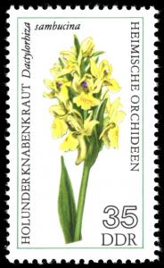 Colnect-1979-903-Dactylorhiza-sambucina.jpg