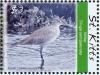 Colnect-3742-851-Willet-Tringa-semipalmata.jpg