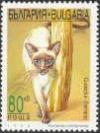 Colnect-460-137-Siamese-Cat-Felis-silvestris-catus.jpg