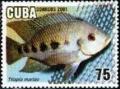 Colnect-2111-240-Five-Spot-Tilapia-Tilapia-mariae.jpg