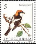 Colnect-2608-456-Woodchat-Shrike-Lanius-senator.jpg