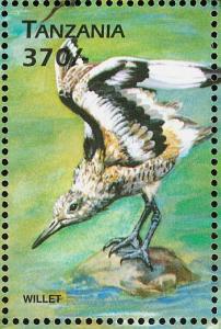 Colnect-3746-327-Willet-Tringa-semipalmata.jpg