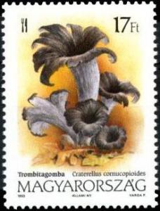 Colnect-1020-610-Black-trumpet-Craterellus-cornucopioides.jpg