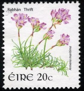 Colnect-1243-854-Thrift---Armeria-maritima.jpg