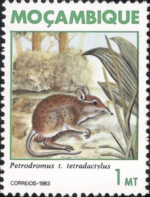 Colnect-1117-350-Four-toed-Elephant-Shrew-Petrodromus-tetradactylus.jpg