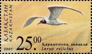 Colnect-2567-270-Relict-Gull-Larus-relictus.jpg