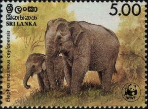 Colnect-2754-552-Ceylon-Elephant-Elephas-maximus-ceylonensis.jpg