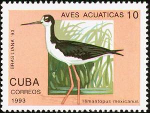 Colnect-3570-058-Black-necked-Stilt-Himantopus-himantopus-mexicanus.jpg