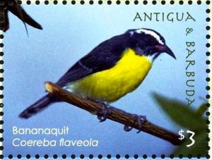 Colnect-4124-599-Bananaquit%C2%A0%C2%A0%C2%A0%C2%A0Coereba-flaveola.jpg