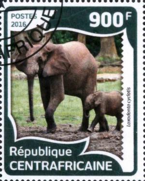 Colnect-4438-512-African-Forest-Elephant-Loxodonta-cyclotis.jpg