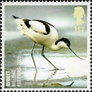 Colnect-521-208-Pied-Avocet-Recurvirostra-avosetta.jpg