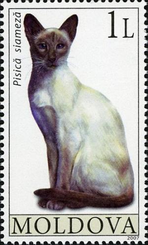 Colnect-737-317-Siamese-Cat-Felis-silvestris-catus.jpg