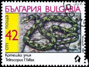 Colnect-820-002-European-Cat-Snake-Telescopus-fallax.jpg