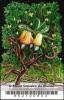 Colnect-4050-854-The-Largest-Cashew-Tree-in-the-World.jpg