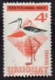 Colnect-1494-205-White-backed-Stilt-Himantopus-himantopus-melanurus.jpg