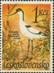 Colnect-438-919-Pied-Avocet-Recurvirostra-avosetta.jpg