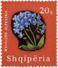 Colnect-723-143-Alpine-Forget-me-not-Myosotis-alpestris.jpg