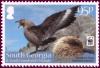 Colnect-1757-354-Brown-Skua-Catharacta-antarctica.jpg