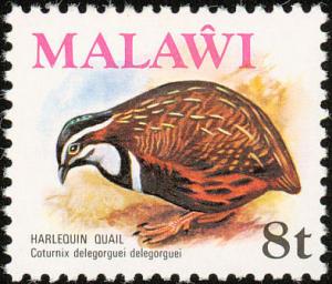 Colnect-864-251-Harlequin-Quail-Coturnix-delegorguei.jpg