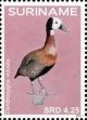 Colnect-4204-525-Dendrocygna-viduata-White-faced-Whistling-Duck.jpg