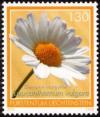 Colnect-5270-325-Leucanthemum-vulgare.jpg