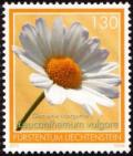 Colnect-5270-325-Leucanthemum-vulgare.jpg