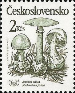 Colnect-364-433-Amanita-virosa---Muchom%C5%AFrka-j-iacute-zliv-aacute-.jpg