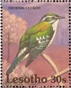 Colnect-1725-572-Diederik-Cuckoo-Chrysococcyx-caprius.jpg