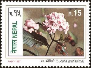 Colnect-4969-218-Luculia-gratissima.jpg