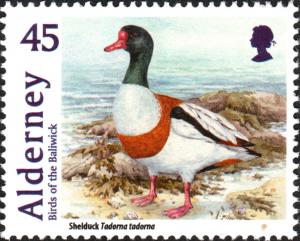 Colnect-5461-938-Shelduck-Tadorna-tadorna-.jpg