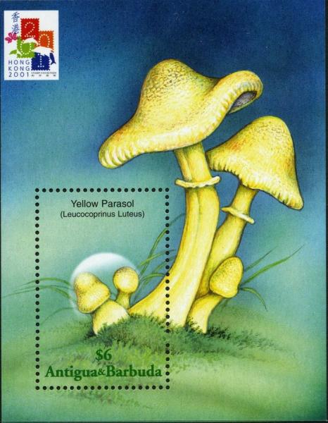 Colnect-2031-892-Leucocoprinus-Luteus.jpg