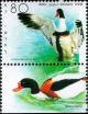 Colnect-795-955-Shelduck-Tadorna-tadorna.jpg