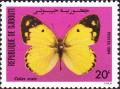 Colnect-2801-488-Pale-Clouded-Yellow-Colias-erate.jpg