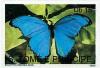 Colnect-857-082-Menelaus-Blue-Morpho-Morpho-menelaus.jpg