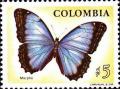 Colnect-564-302-Achilles-Blue-Morpho-Morpho-achilles.jpg