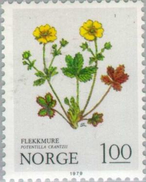 Colnect-161-967-Alpine-Cinquefoil-Potentilla-crantzii.jpg