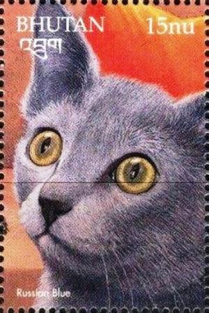 Colnect-3377-231-Russian-Blue-Felis-silvestris-catus.jpg