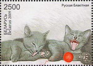 Colnect-609-003-Russian-Blue-Felis-silvestris-catus.jpg