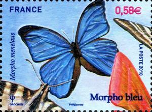 Colnect-721-381-Menelaus-Blue-Morpho-Morpho-menelaus.jpg