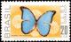 Colnect-658-686-Menelaus-Blue-Morpho-Morpho-menelaus.jpg