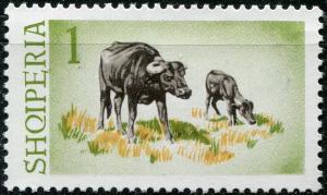 Colnect-2317-555-Water-Buffalo-Bubalus-bubalis.jpg