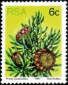 Colnect-3737-929-Groove-leaf-sugarbush-Protea-canaliculata.jpg