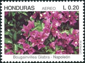 Colnect-4988-151-Bougainvillea-glabra.jpg