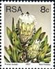 Colnect-772-848-Forest-sugarbush-Protea-mundii.jpg