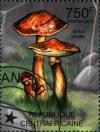 Colnect-3075-301-Suillus-grevillei.jpg