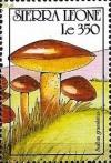 Colnect-3782-126-Suillus-granulatus.jpg