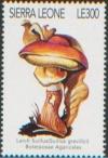 Colnect-4482-598-Suillus-grevillei.jpg